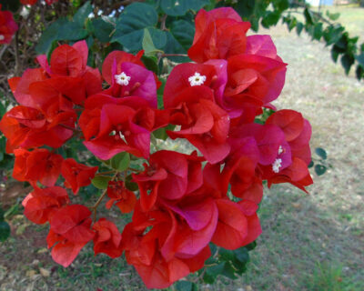 Darwinn Harnack: Mudança