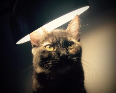 A gata de Paola: breve tentativa de abordar os direitos dos animais (parte 3)