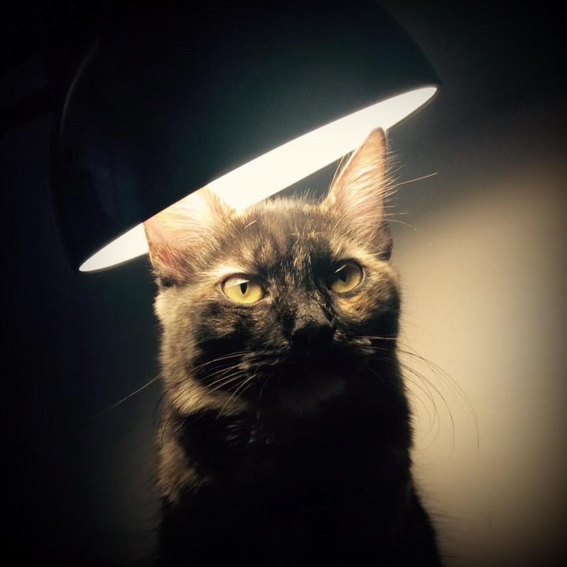 A gata de Paola: breve tentativa de abordar os direitos dos animais (parte 3)