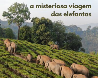 A misteriosa viagem das elefantas.