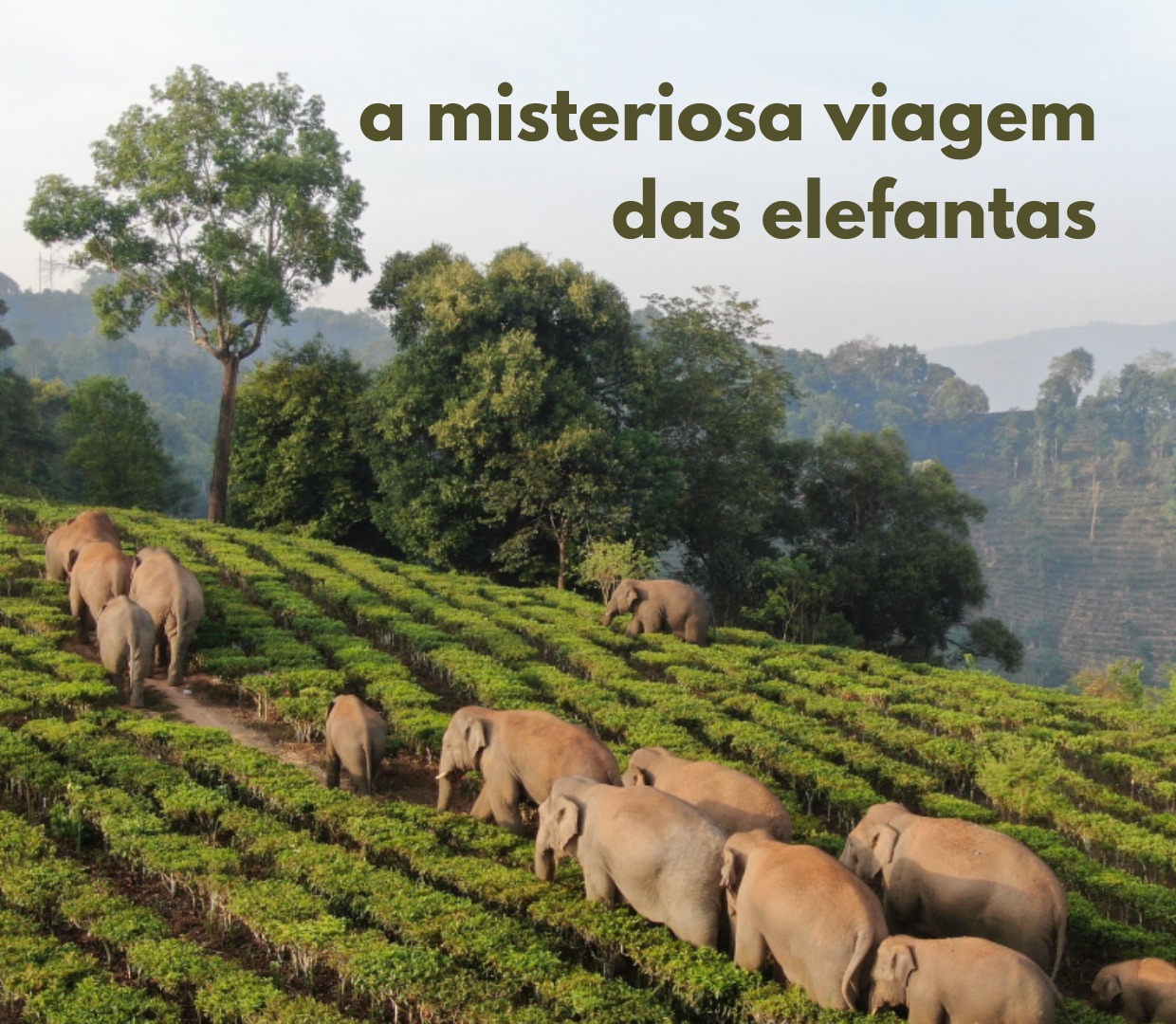 A misteriosa viagem das elefantas.