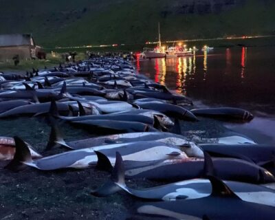 Os golfinhos das Ilhas Faroe