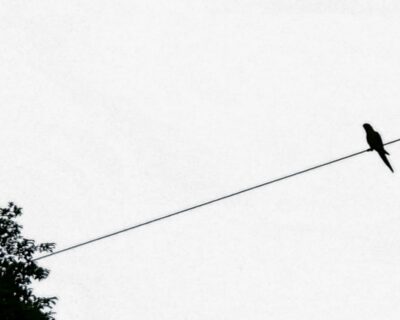 Ia – Wagner Rengel